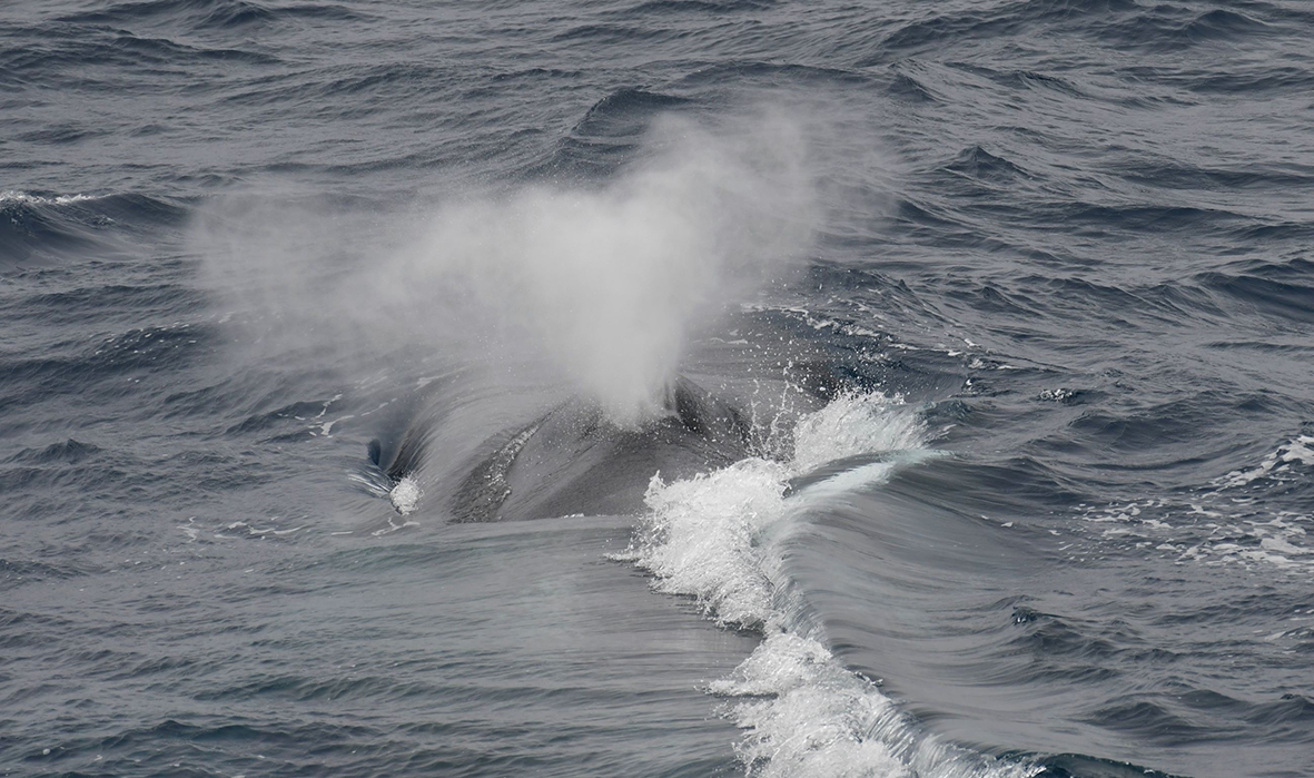 Antarctic Blue Whale