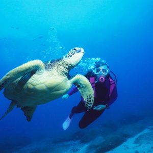 Turtle in Tonga