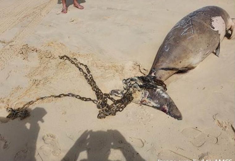 Chained dugong reveals the cost of Queensland’s shark nets