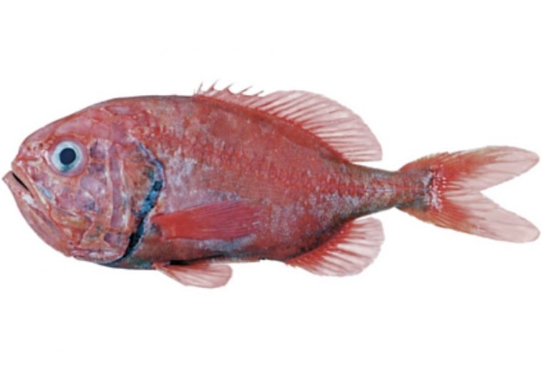 Orange roughy ruling victory for sustainable fisheries