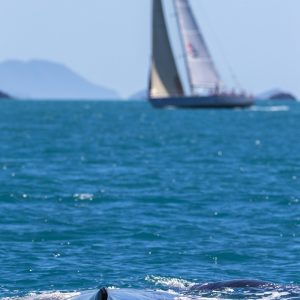 A whale's view of racing at Airlie Beach Race Week. Photo Andrea Francolini