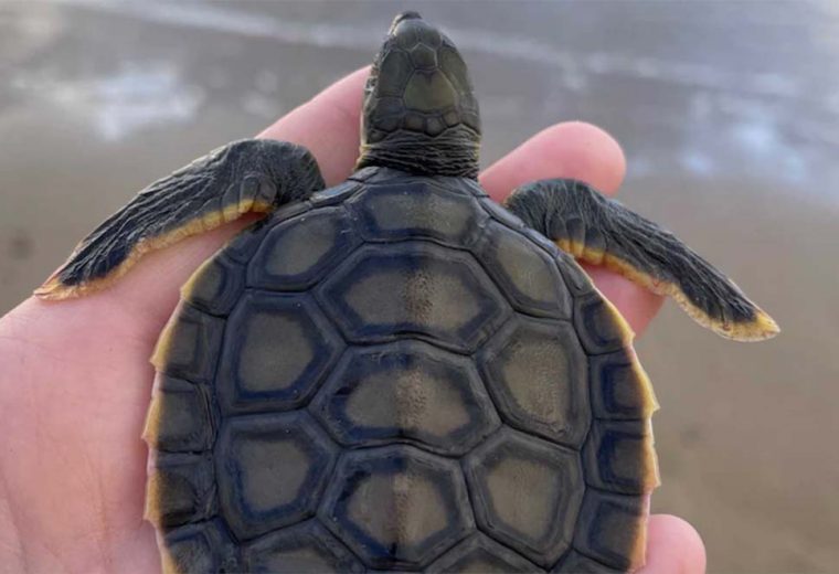 Queensland turtles the winners thanks to ban on plastic