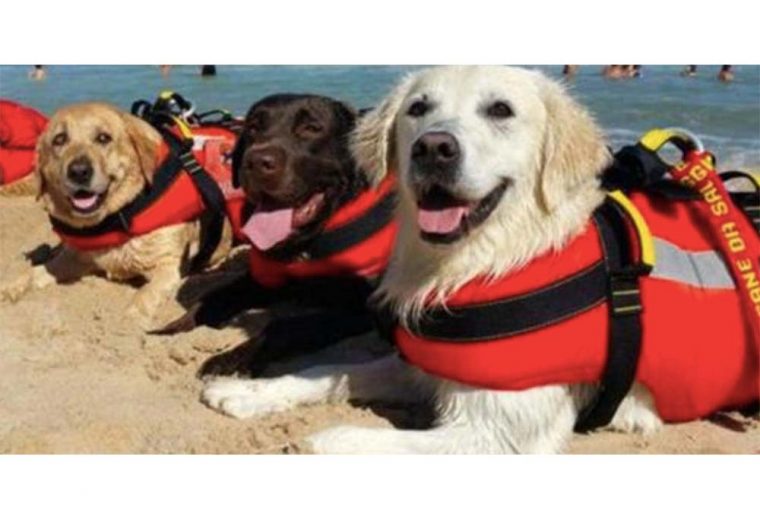 Lifesaver Dogs save 14 people in beach rescue
