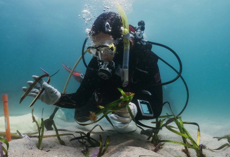 Doing Poseidon’s work: citizen scientists help restore endangered seagrass