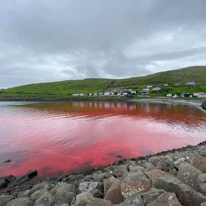 Dolphins Slaughtered in the Faroe Islands
