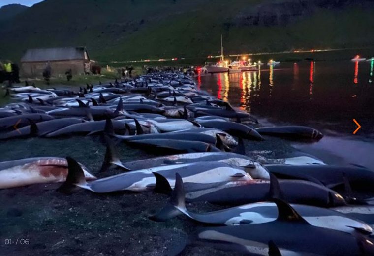 1428 Dolphins Slaughtered in the Faroe Islands