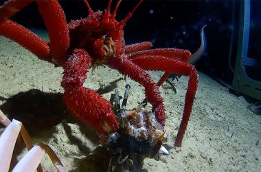 Minderoo-UWA Deep-Sea Research Centre reveals the deep east Indian Ocean