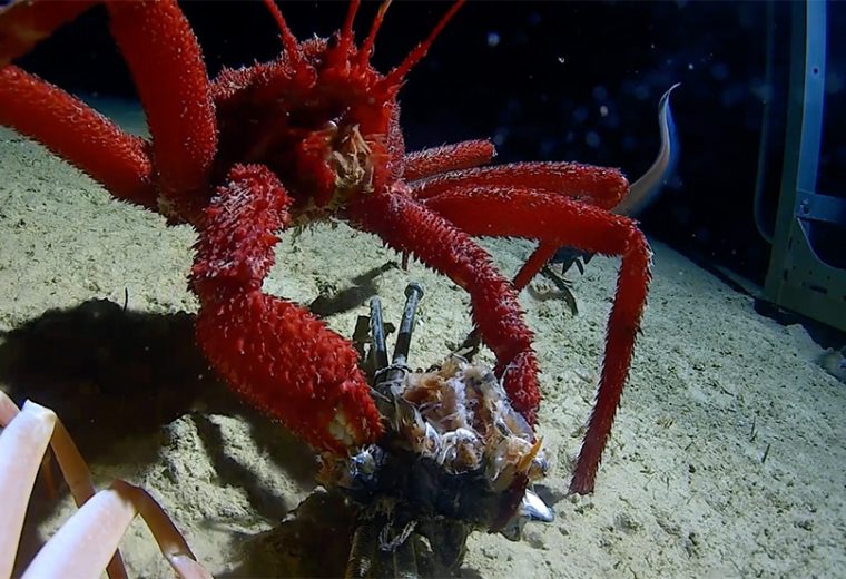 Minderoo-UWA Deep-Sea Research Centre reveals the deep east Indian Ocean